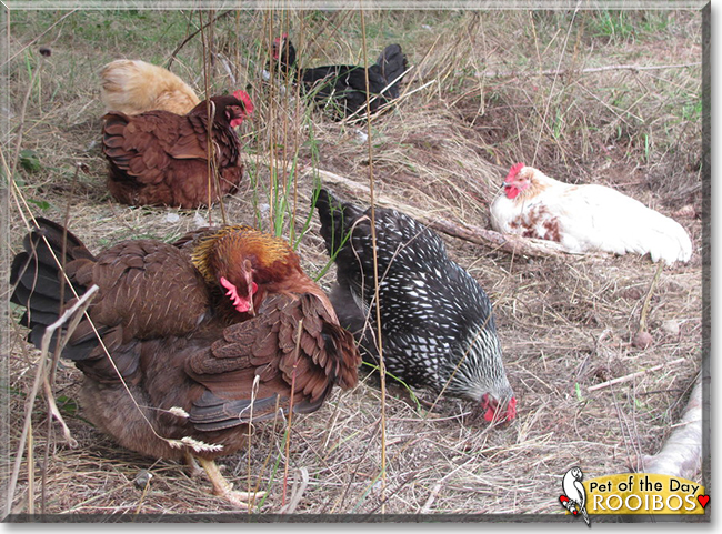 Rooibos the Mixed breed Chicken, the Pet of the Day