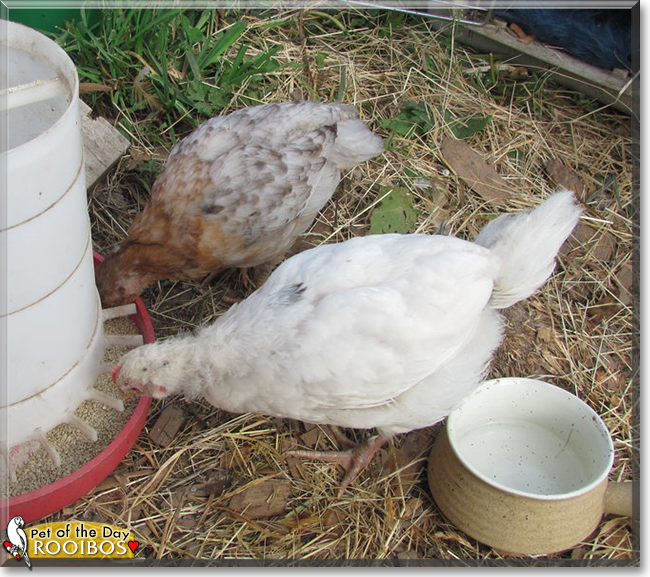 Rooibos the Mixed breed Chicken, the Pet of the Day