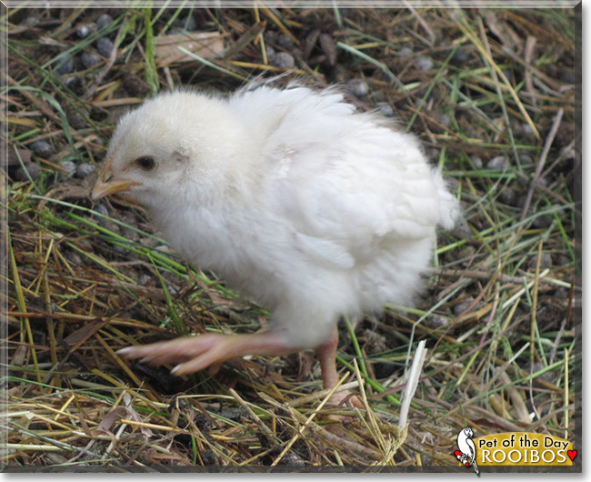 Rooibos the Mixed breed Chicken, the Pet of the Day