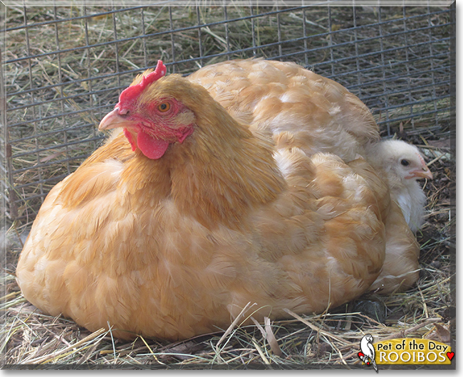 Rooibos the Mixed breed Chicken, the Pet of the Day