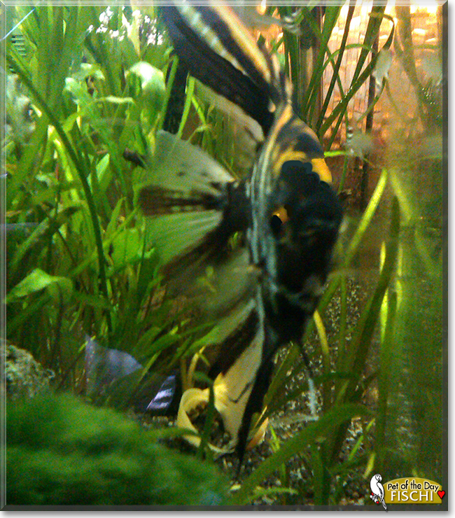 Fischi the Angel Fish, the Pet of the Day