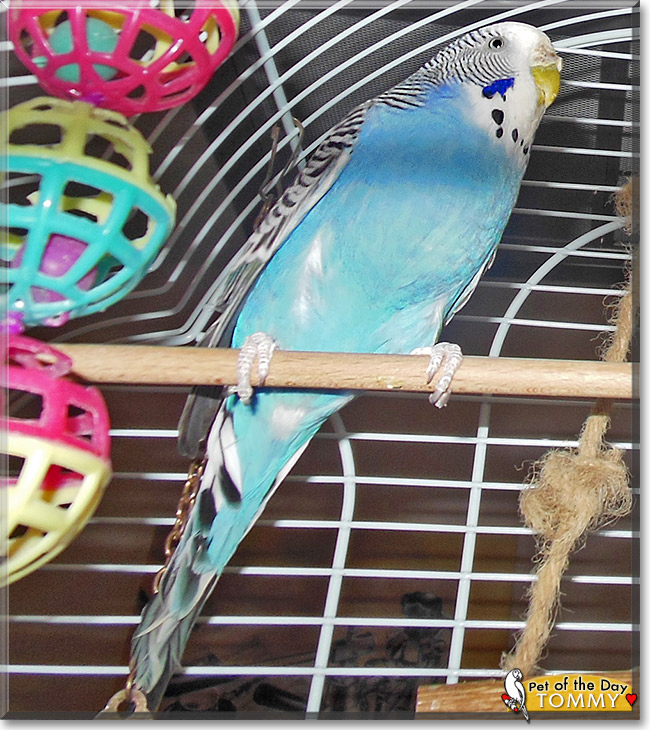 Tommy the Budgerigar, the Pet of the Day