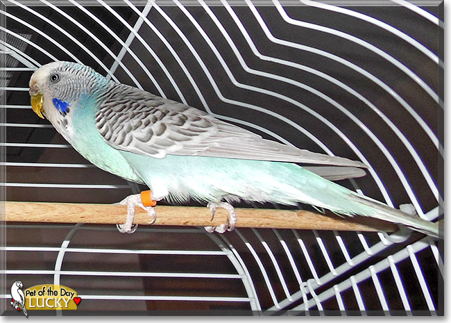 Lucky the Budgerigar, the Pet of the Day