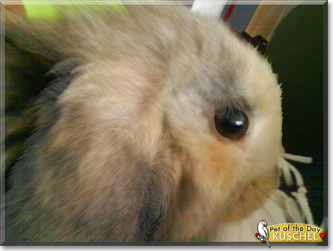 Kuschel the Lop Rabbit mix, the Pet of the Day