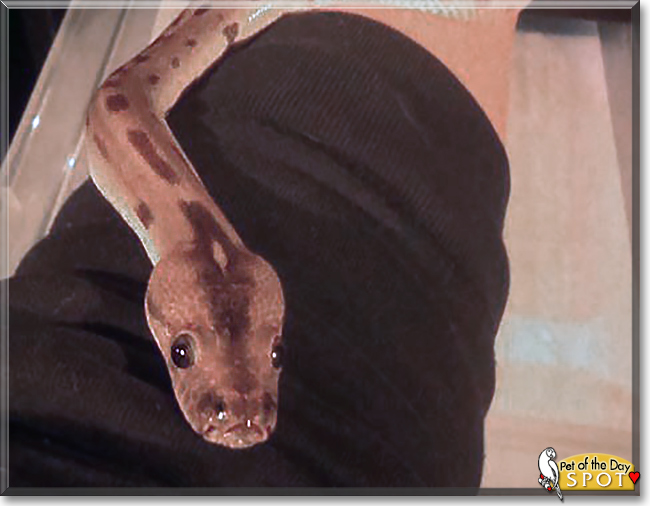 Spot the Green Burmese Python, the Pet of the Day