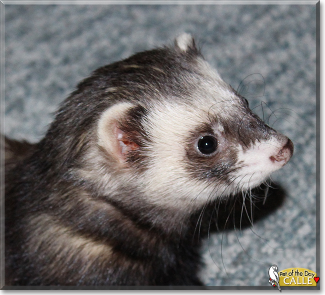 Calle the Standard Ferret, the Pet of the Day