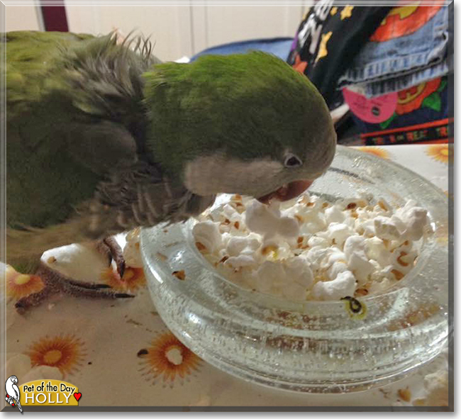 Holly the Quaker Parrot, the Pet of the Day