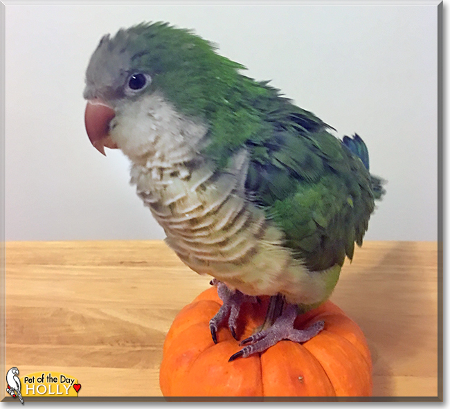 Holly the Quaker Parrot, the Pet of the Day