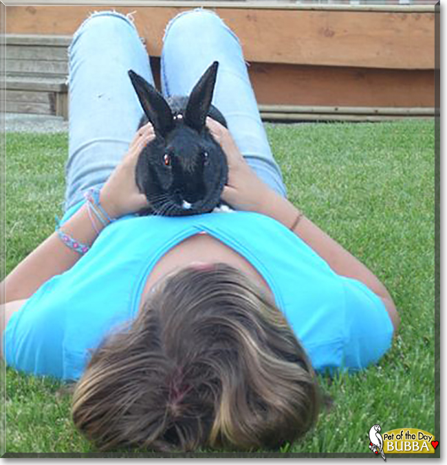 Bubba the Dwarf Rabbit mix, the Pet of the Day