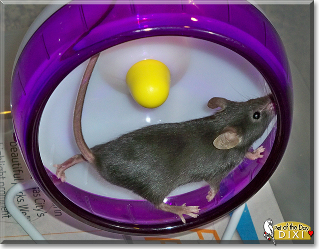 Dixi the Fancy Mouse, the Pet of the Day