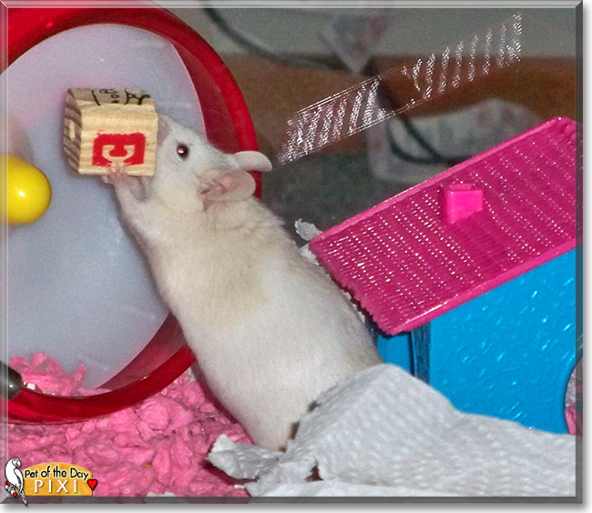 Pixi the Fancy Mouse, the Pet of the Day