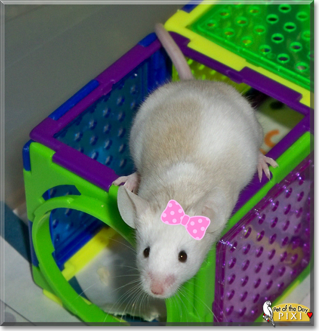 Pixi the Fancy Mousee, the Pet of the Day