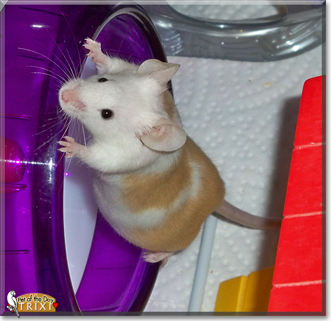 Trixi the Fancy Mouse, the Pet of the Day