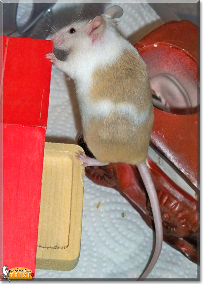 Trixi the Fancy Mouse, the Pet of the Day