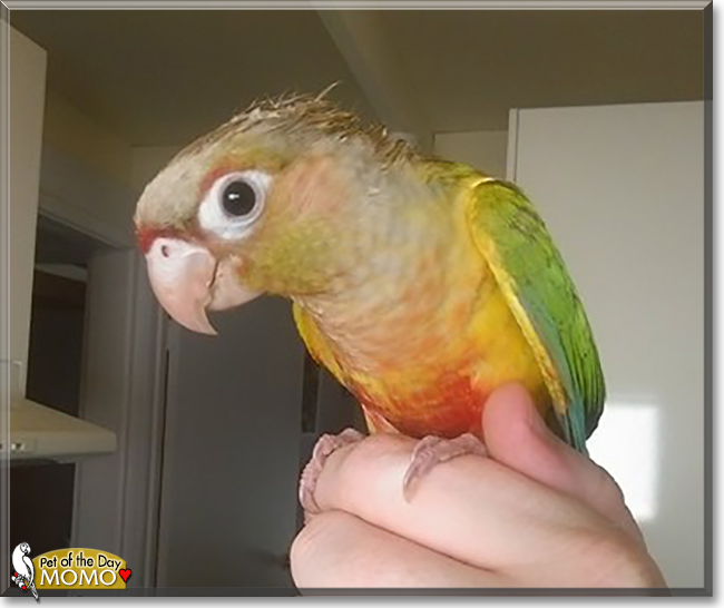 Momo the Green Cheek Conure, the Pet of the Day