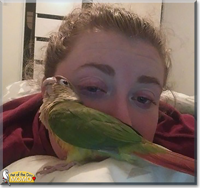 Momo the Green Cheek Conure, the Pet of the Day