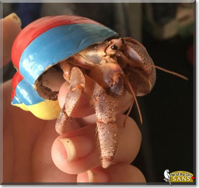 Sans the Carribean Hermit Crab, the Pet of the Day