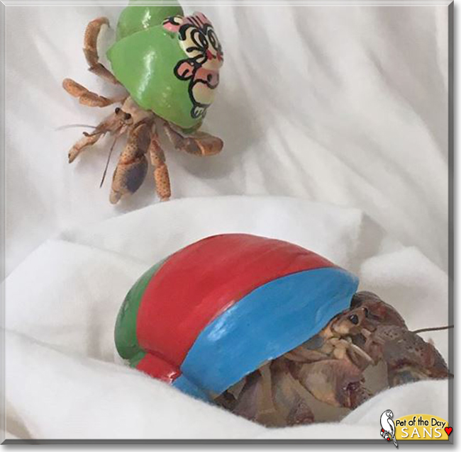 Sans the Carribean Hermit Crab, the Pet of the Day