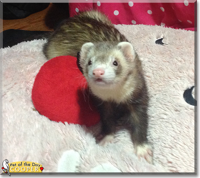 Cooper the Ferret, the Pet of the Day