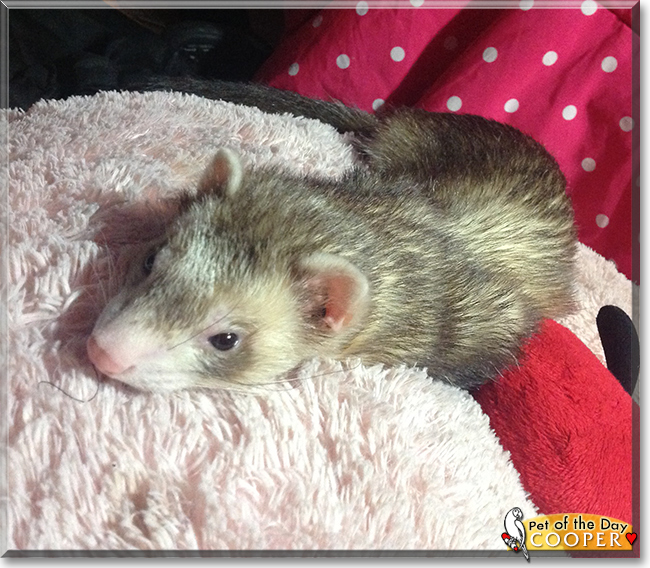 Cooper the Ferret, the Pet of the Day