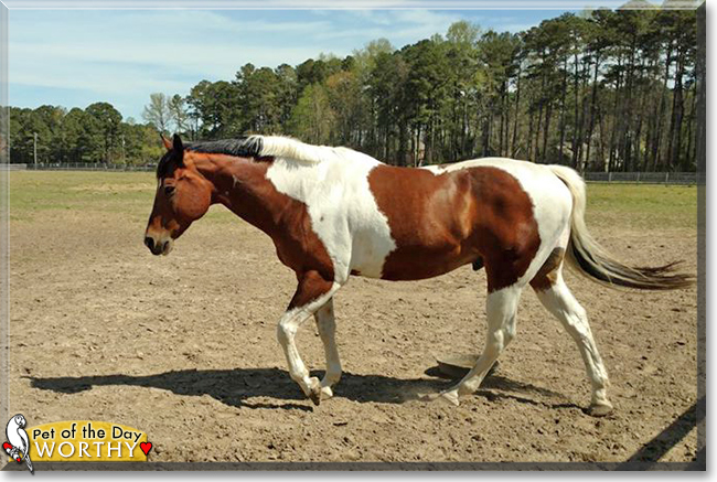 Worthy the American Paint Horse, the Pet of the Day