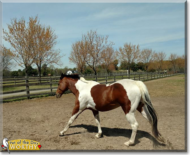 Worthy the American Paint Horse, the Pet of the Day