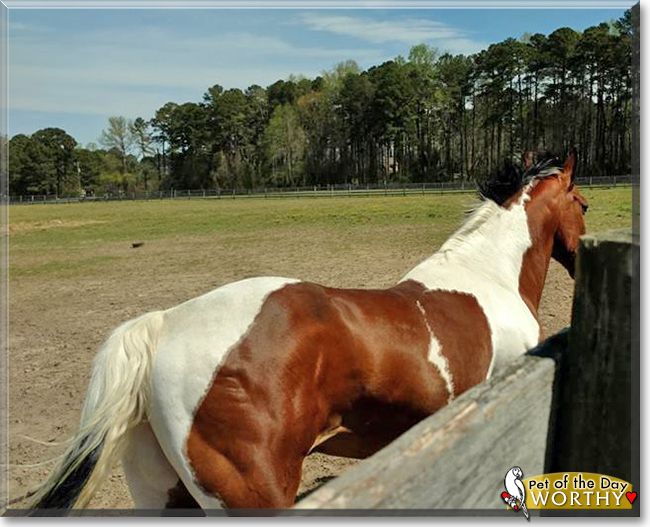 Worthy the American Paint Horse, the Pet of the Day