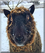 Rusty the Sheep