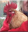Rooibos the Mixed breed Chicken