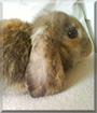 Kuschel the Lop Rabbit mix
