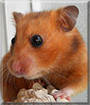 Prim the Hamster