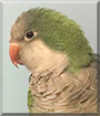 Holly the Quaker Parrot