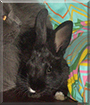 Bubba the Dwarf Rabbit mix