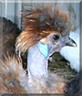 Bubba the Silkie Chicken
