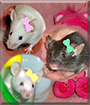 Trixi, Pixi and Dixi the Fancy Mice