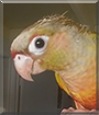 Momo the Green Cheek Conure
