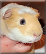 Taylor the American Crested Guinea Pig