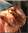 Sans the Carribean Hermit Crab
