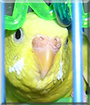 Little Bit the Budgerigar