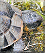 Timo the Moroccan Tortoise