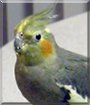 Belle the Cockatiel