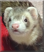 Cooper the Ferret