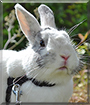 Ezekiel the Angora Rabbit mix