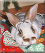 Cinnamon the Mini Rex Rabbit