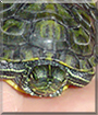 Clyde the Red-Eared Slider Turtle