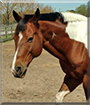 Worthy the American Paint Horse