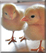 Banana and Pear the Red Sex Link Chickens