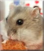 Snoopy the Winter White Dwarf Hamster