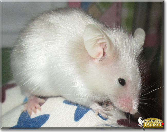 Taoko the Satin Fancy Mouse, the Pet of the Day