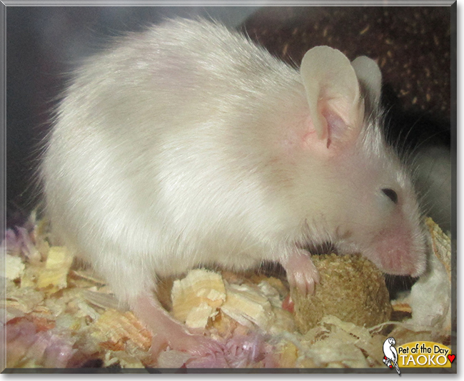 Taoko the Satin Fancy Mouse, the Pet of the Day